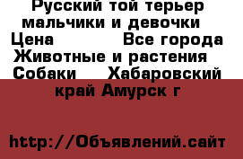 Русский той-терьер мальчики и девочки › Цена ­ 8 000 - Все города Животные и растения » Собаки   . Хабаровский край,Амурск г.